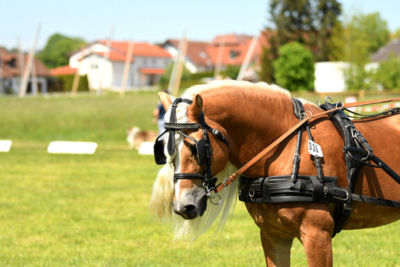 Mk Kreativfoto